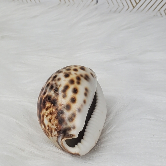 PEPPERLONELY 1PC Tiger Cowrie Sea Shells, 100% Genuine Natural Seashell‎ - Picture 5 of 8